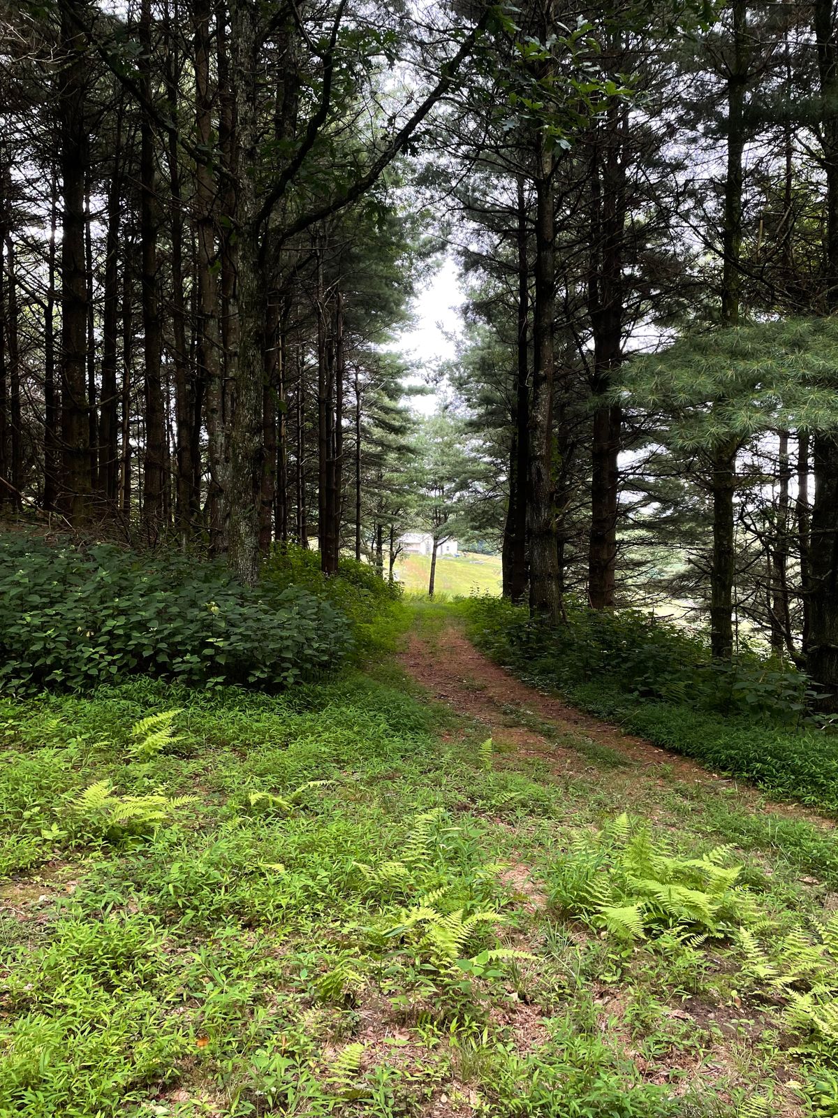 Signature Hole 15. Ace run through the pines. Finishes just to the left.