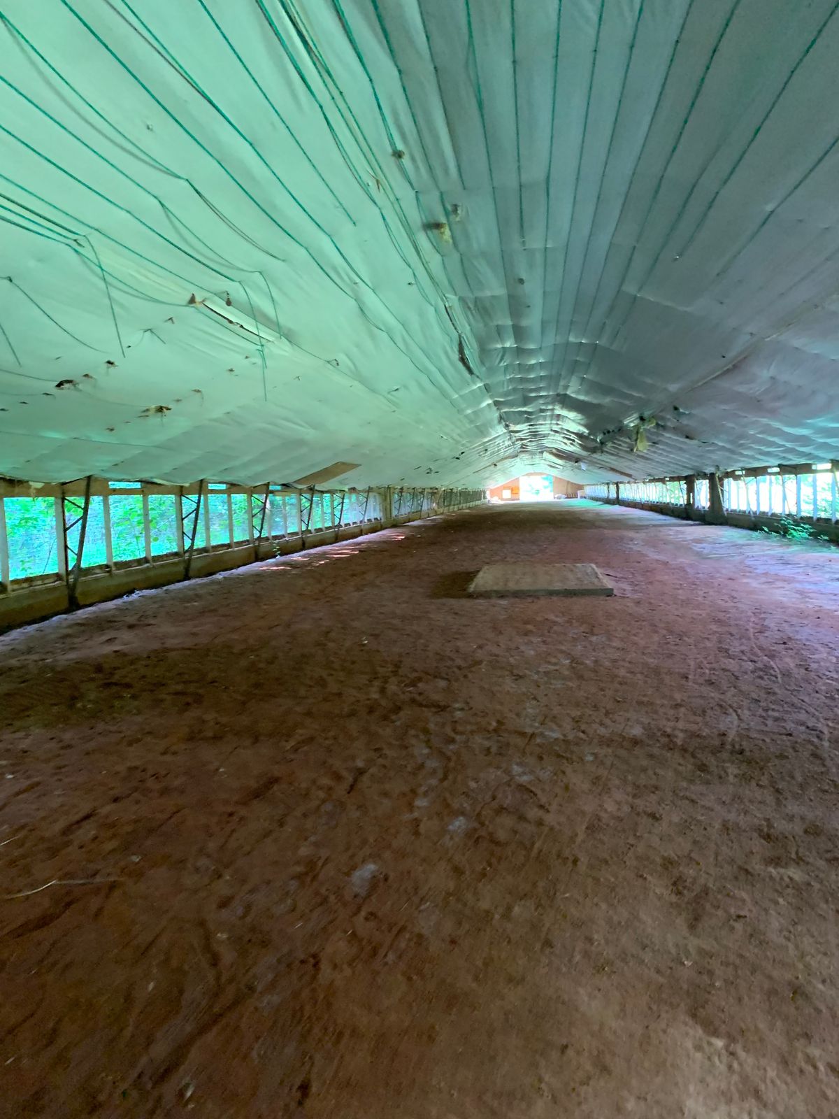 Hole 12!!! In a chicken house!!