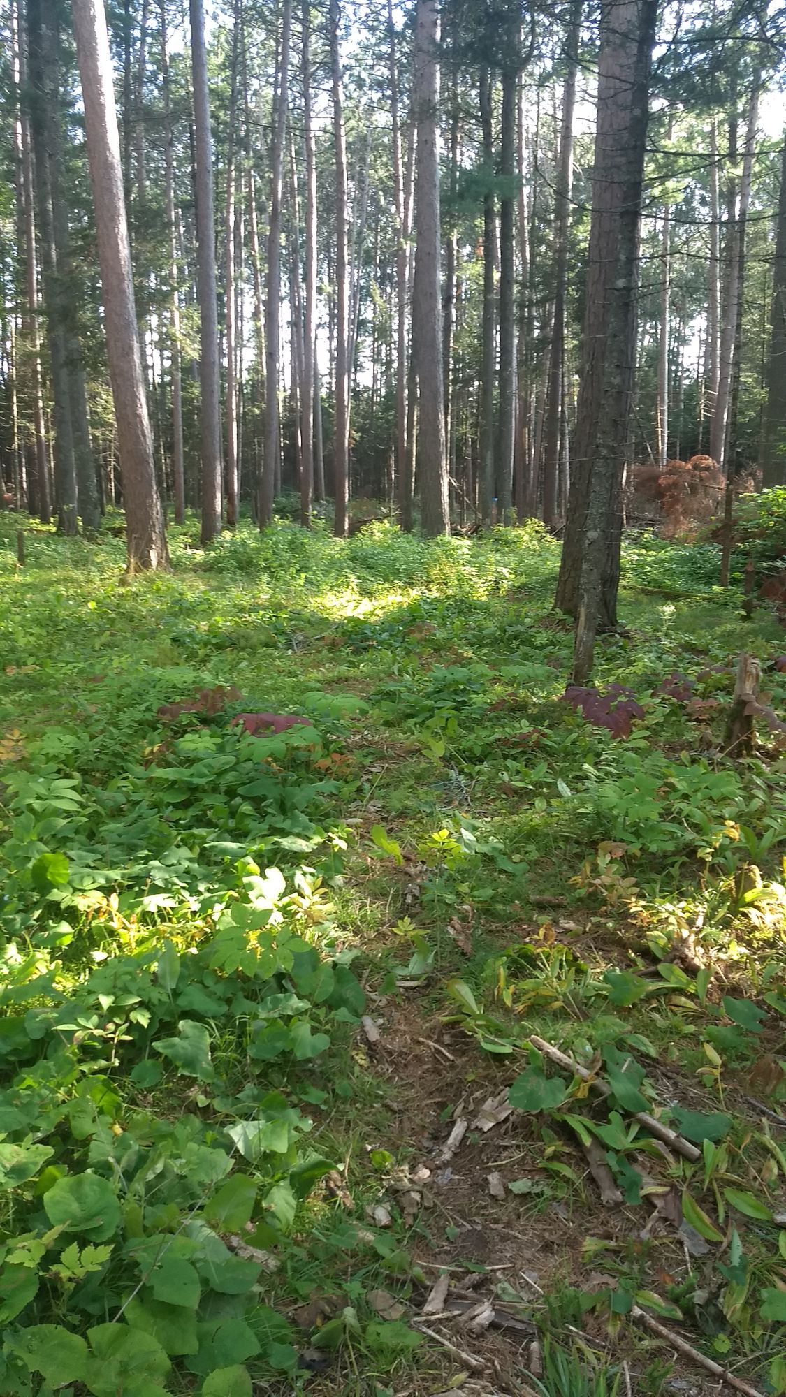 Hole 9