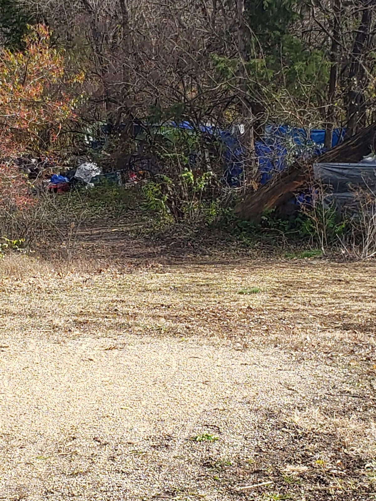 A lot more homeless tree forts since 2010.
