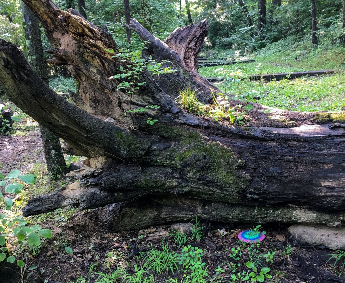 Seven Oaks DGC