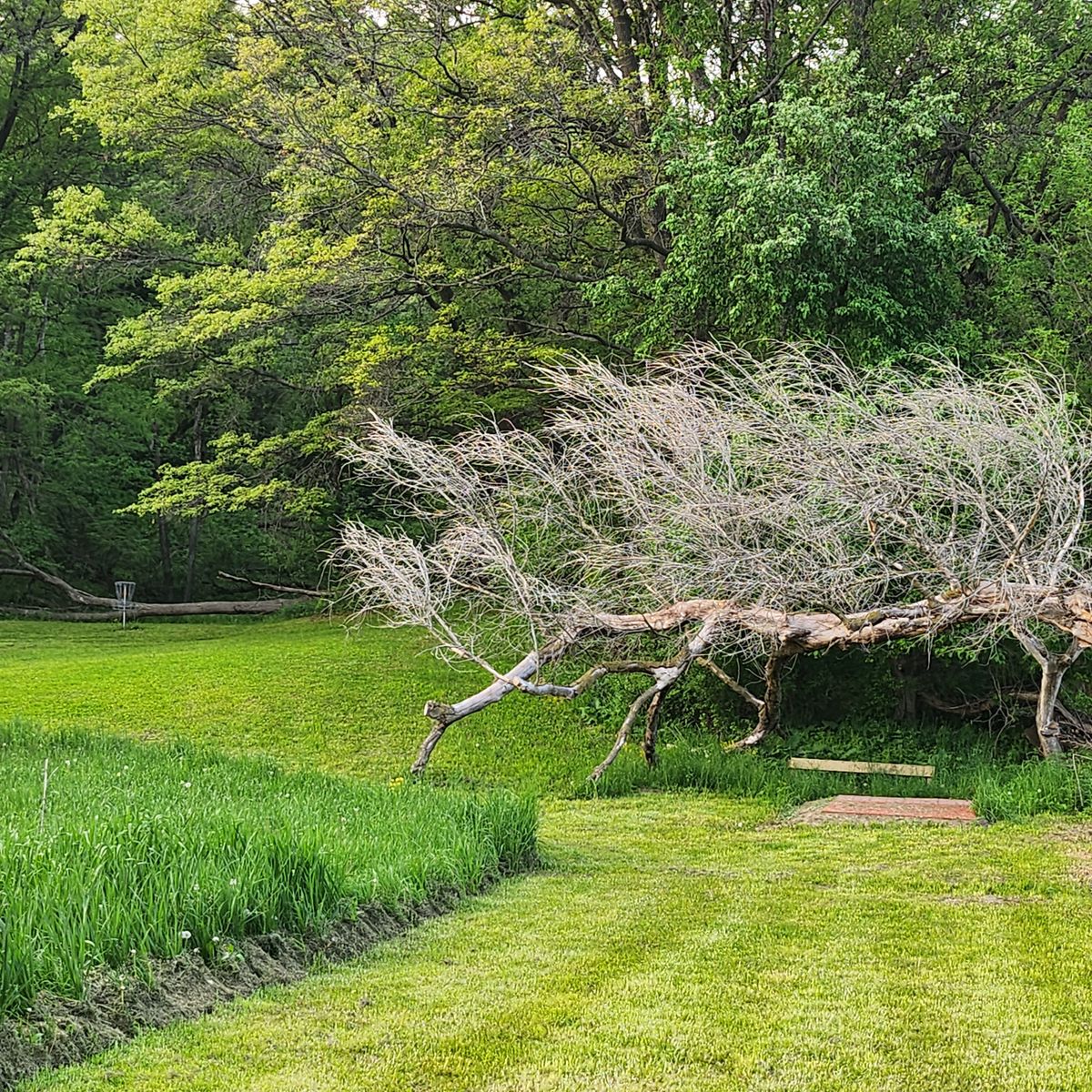 Even some of the downed trees were just in the right spot made for intriguing aesthetic