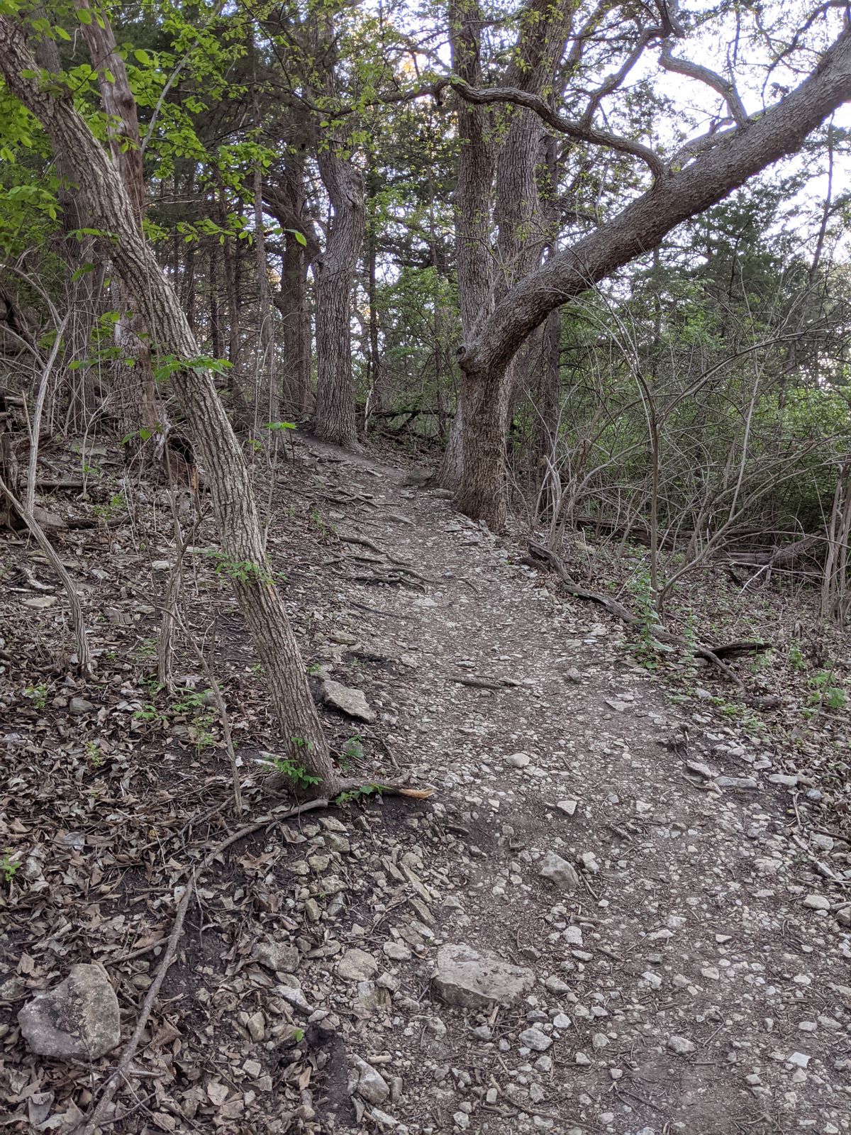 Trail