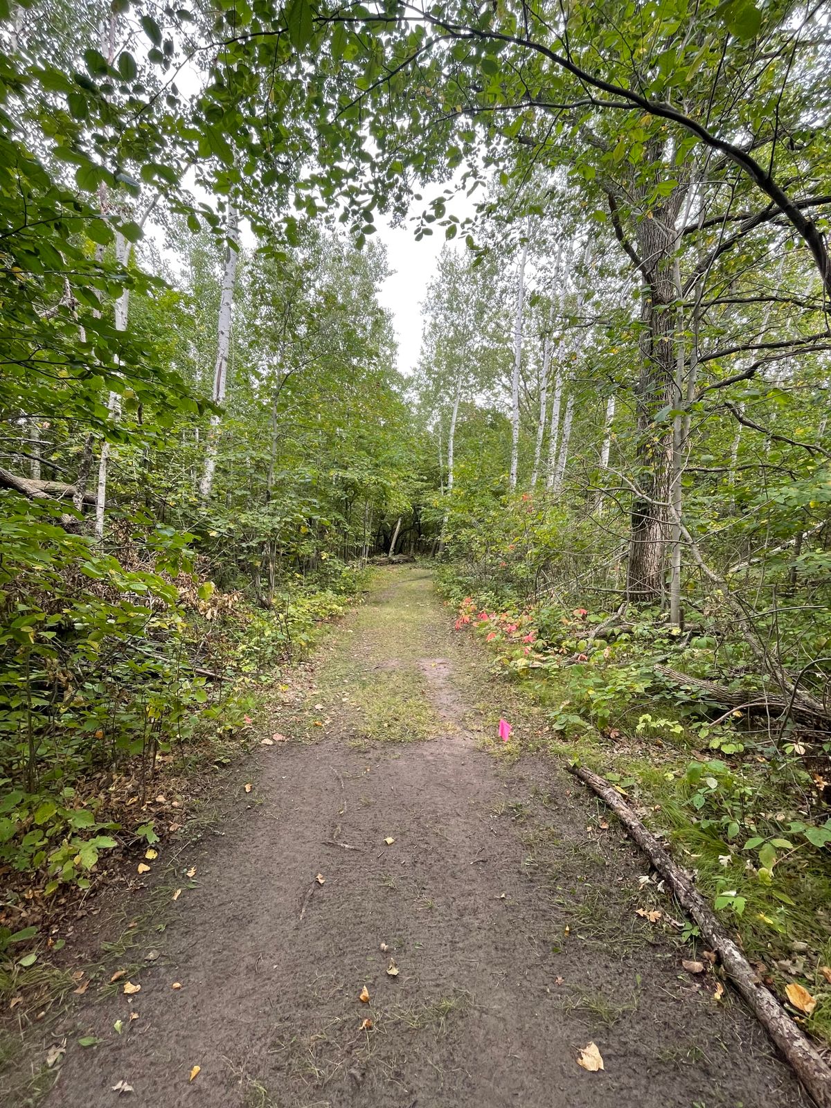 Nice woods to disc golf in