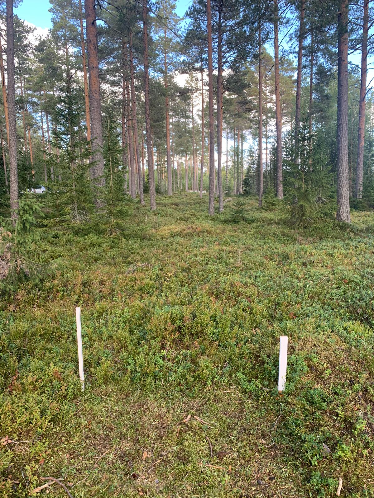 Hål 2 innan tee var byggt