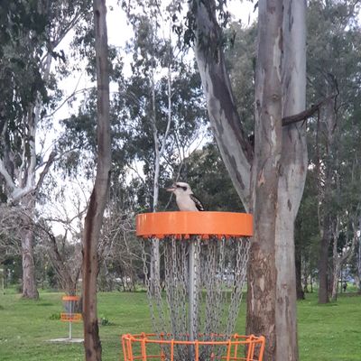 Local mascot making an appearance
