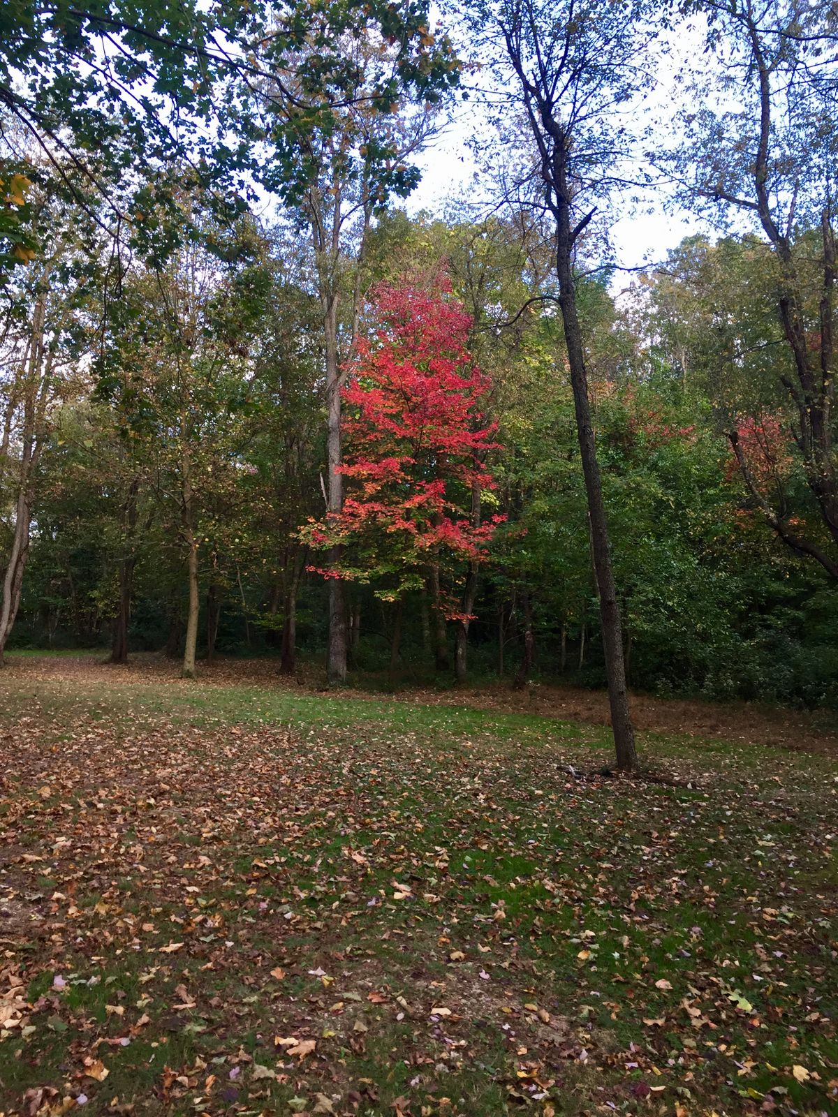 Fairway of hole 7