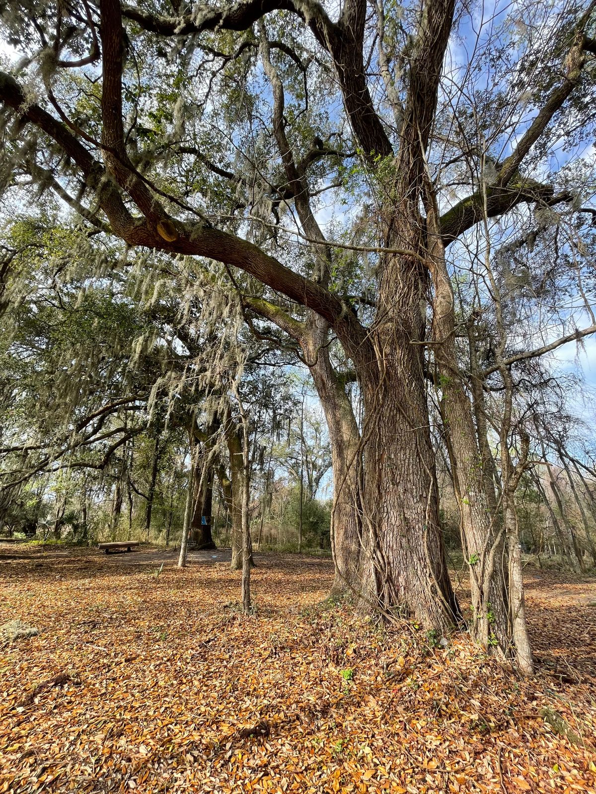 Play amongst large live oaks