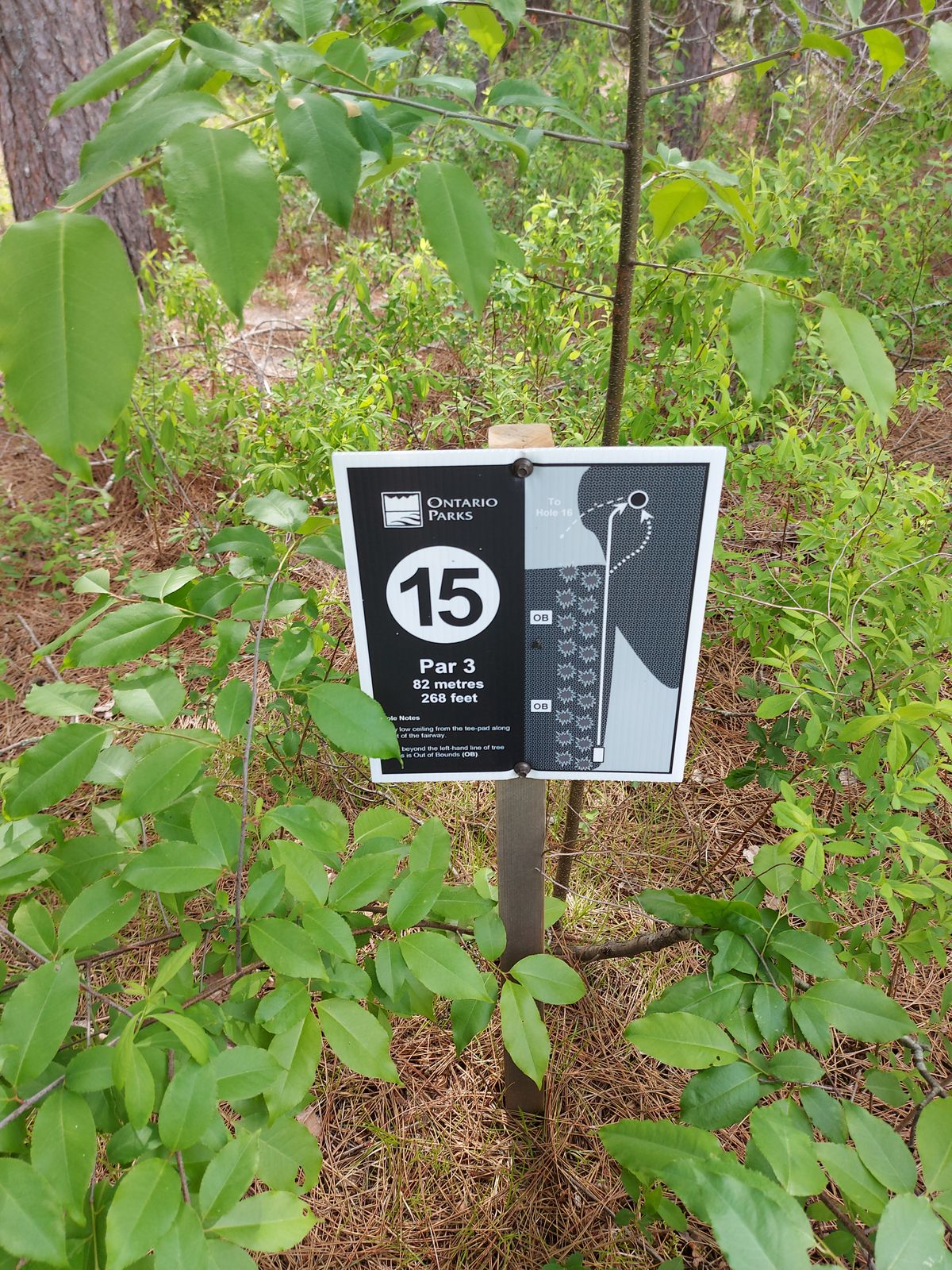 Hole sign 15.🍁🌲🍁🌲🍁🌲268ft  OB left side.