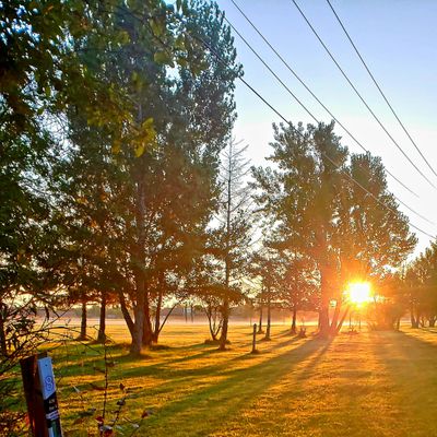 Sunrise pushing through the trees just ahead of tee #8