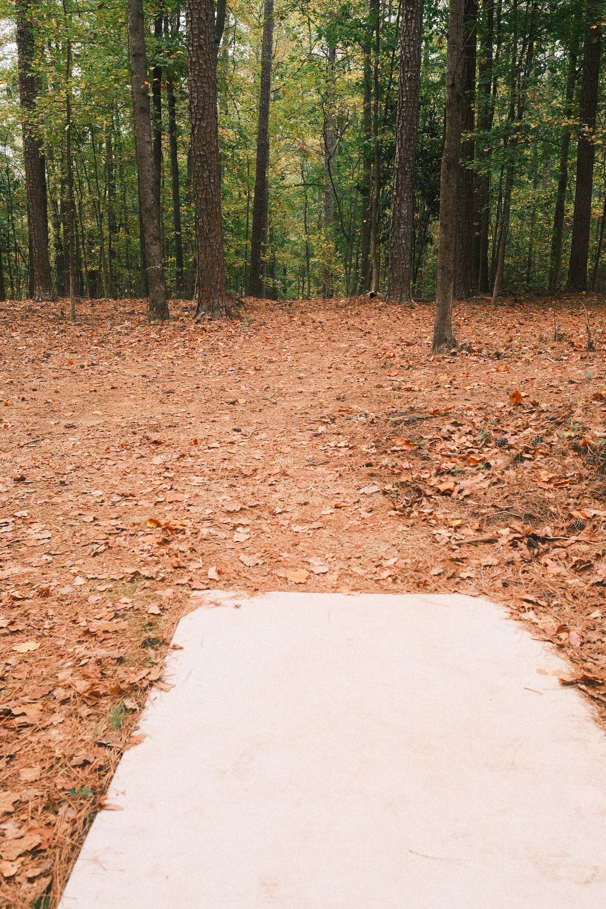 #14 tee (blind to basket)
