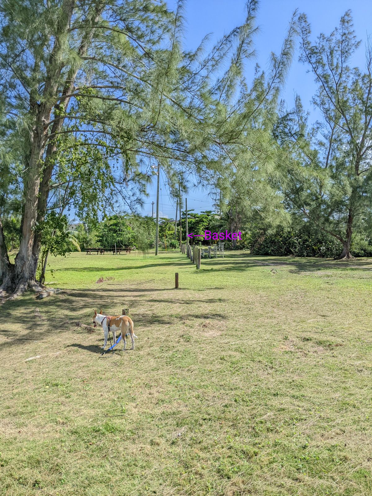 Hole #9 telephone pole with silver band