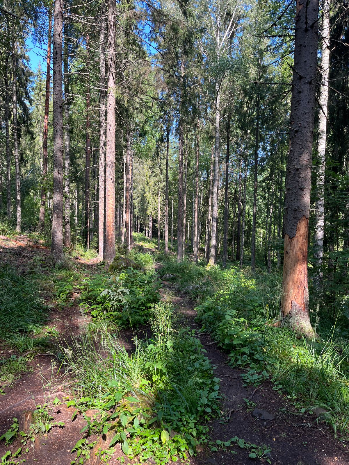 Hole 17, tee
