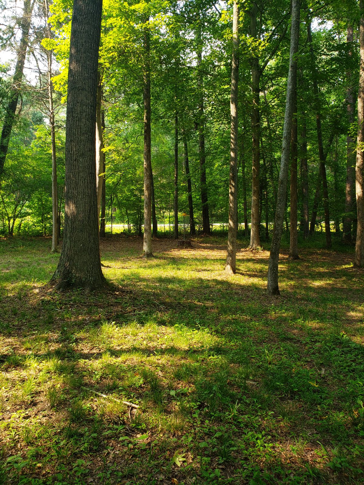 Hole 16 basket