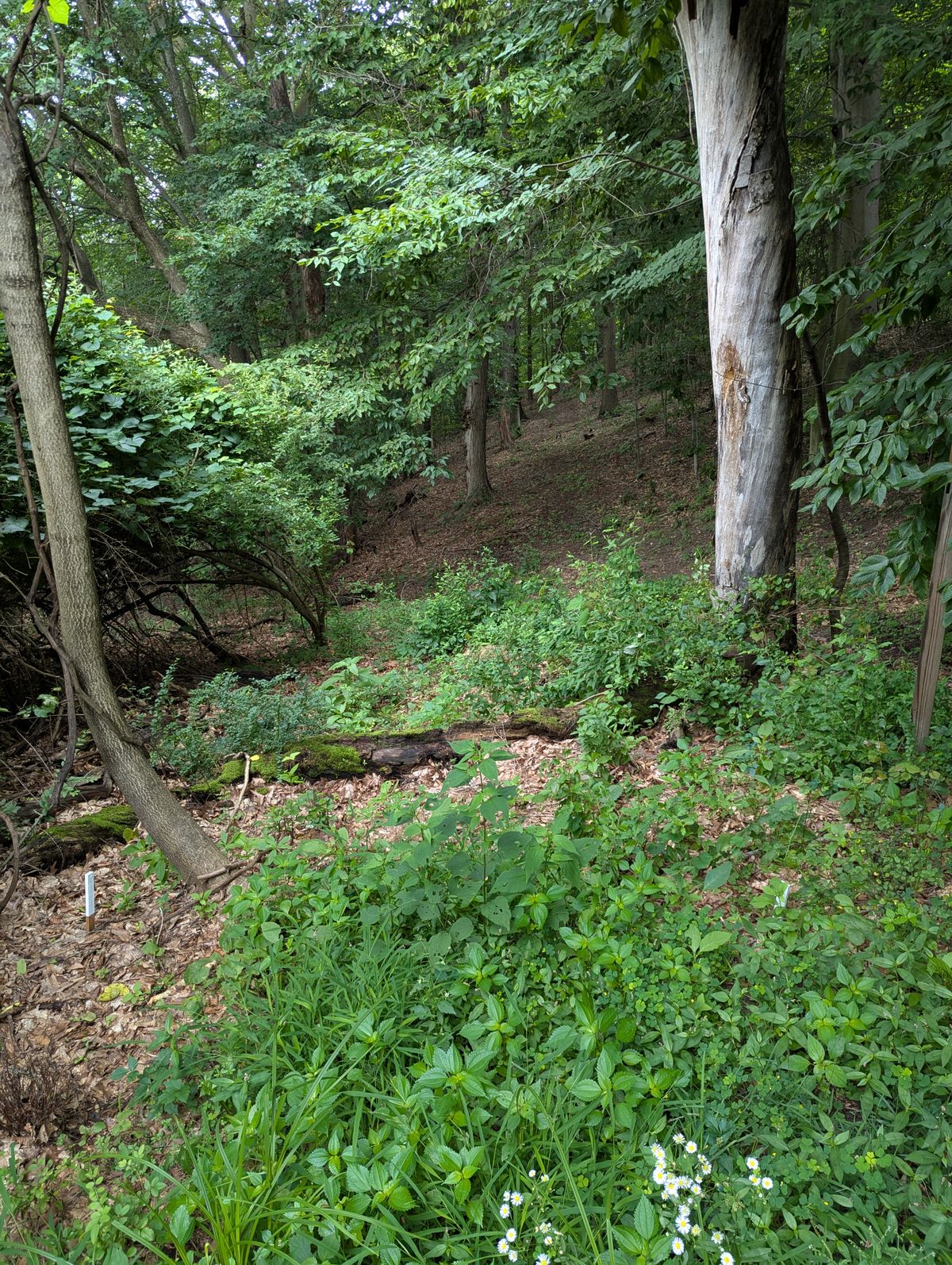 Hole 15's white tee