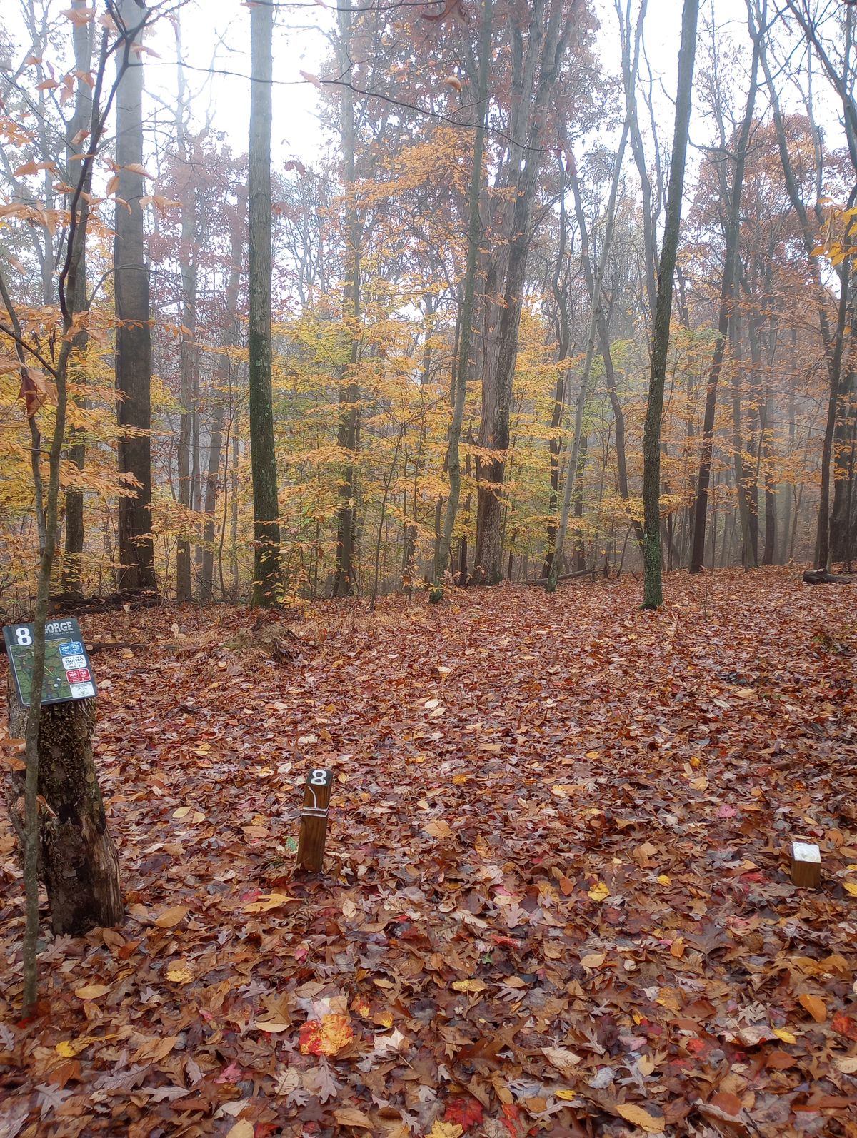 Hole 8: fall