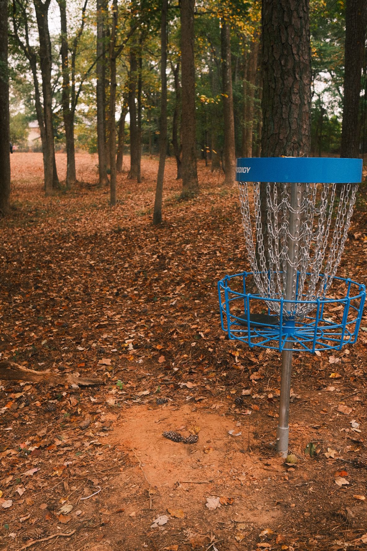 #6 basket looking at tee