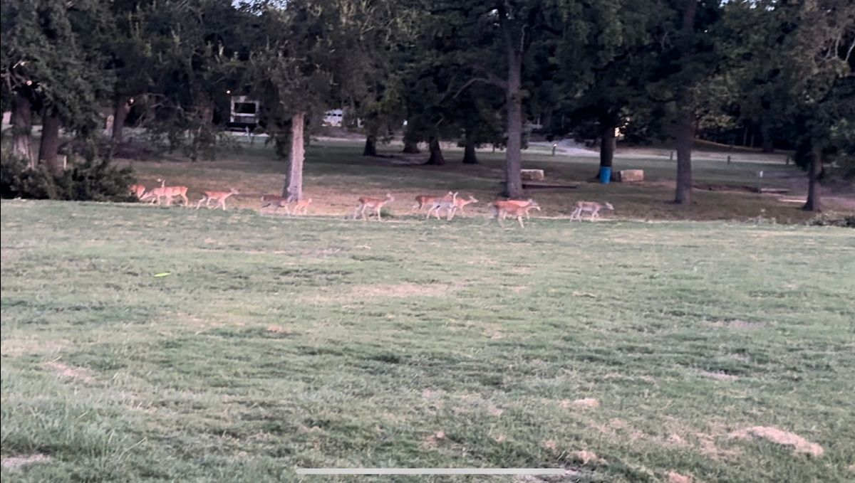 This was about 1/3 of the deer heard that rolled through—probably 30+. Pretty common at this course.