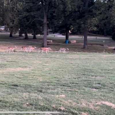 This was about 1/3 of the deer heard that rolled through—probably 30+. Pretty common at this course.
