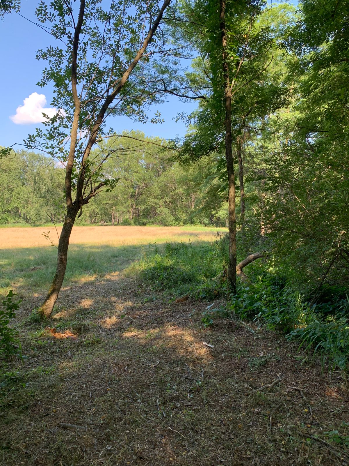 Hole 4 tee (fairway needs mowed)