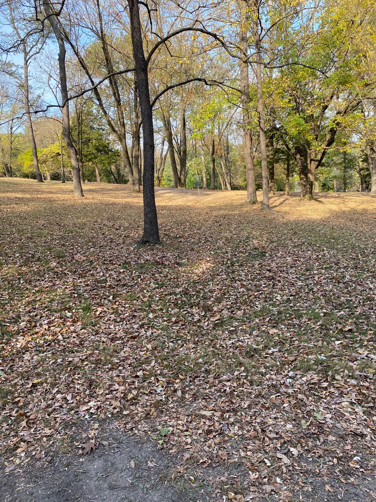 Hole 5 basket