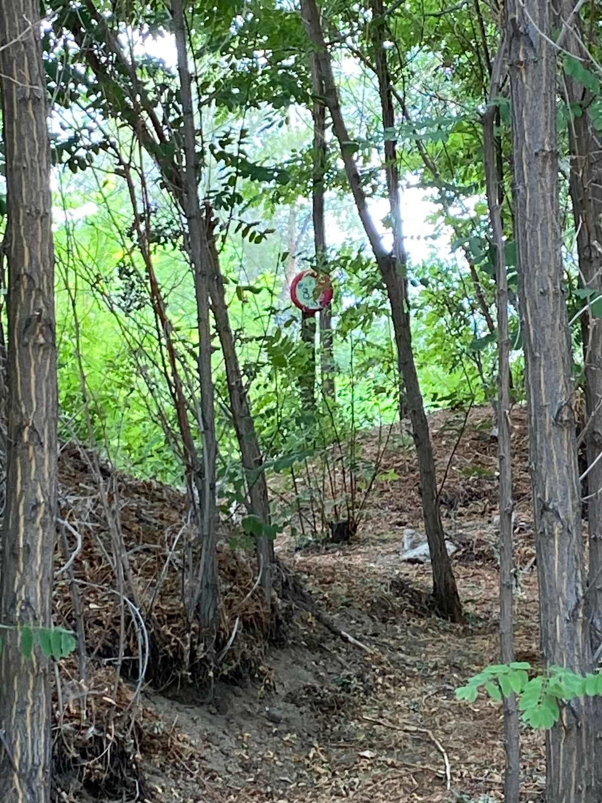 Approach to the pond