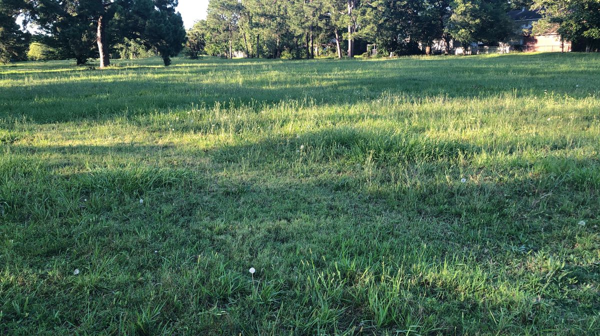 Shin high grass, overgrown poison ivy
