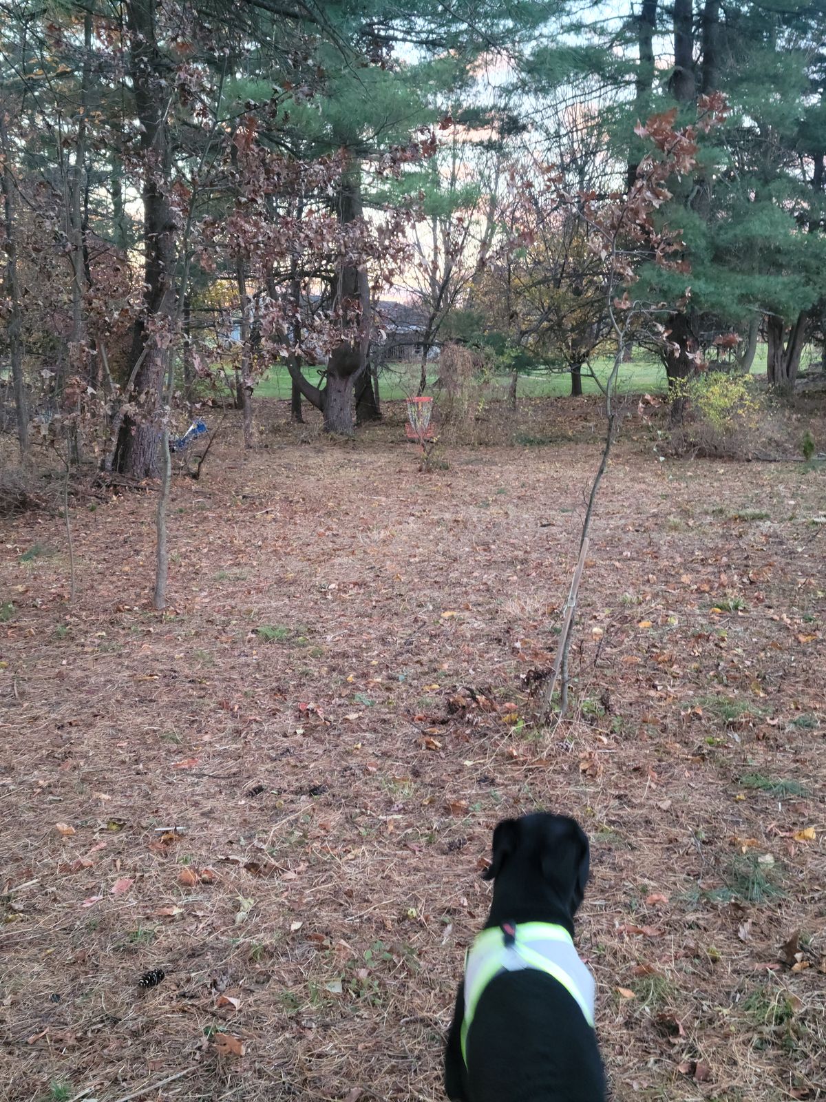 Hole 7 hidden basket