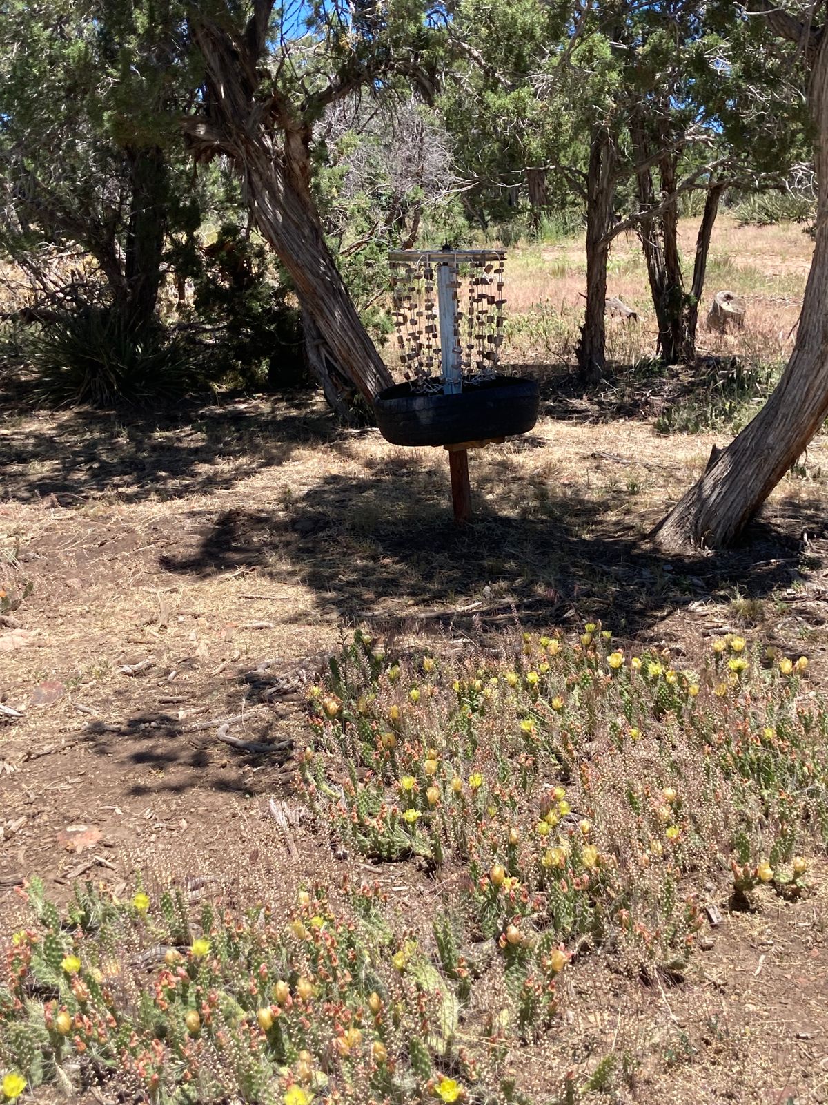 Watch out for the prickly pears on hole 3!  This holes name is Cactus Patch for a reason