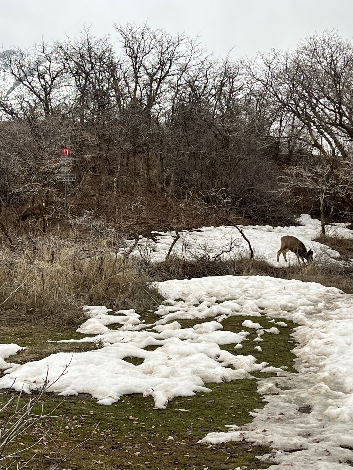 Some wildlife by basket 11A. Tag a deer!
