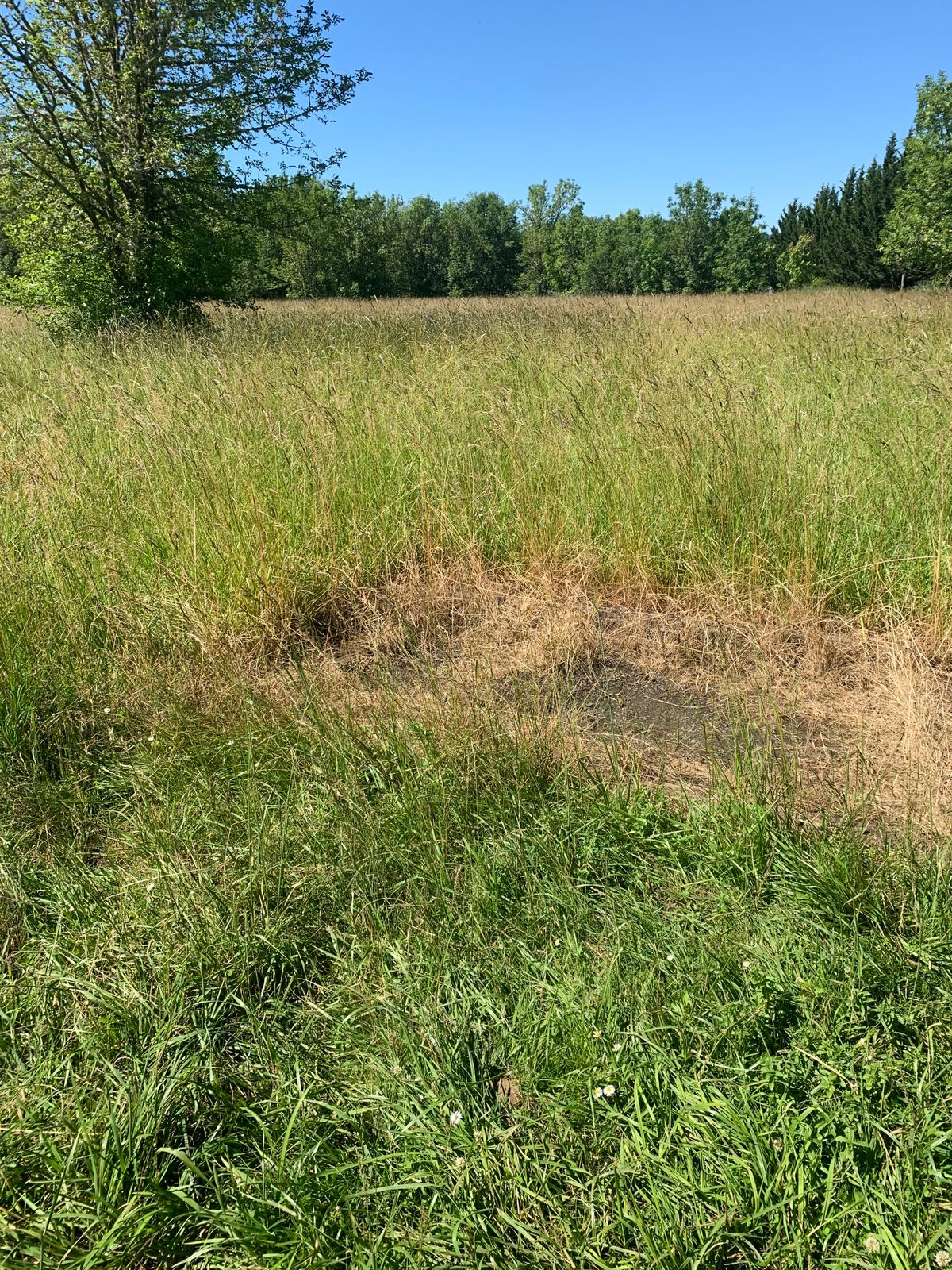 Really overgrown tee on 5 :(