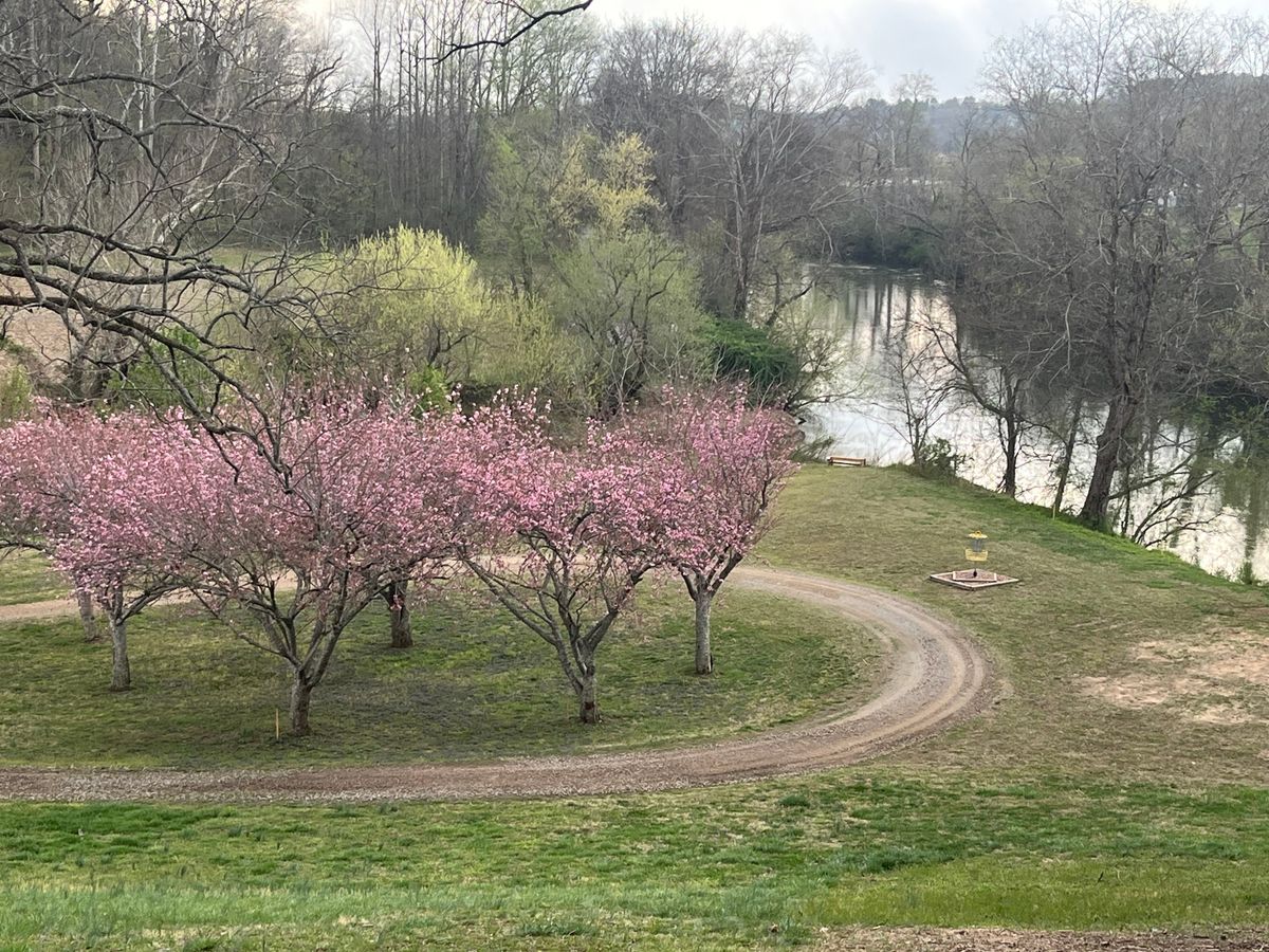 Cherry blossoms by the Yadkin river #14