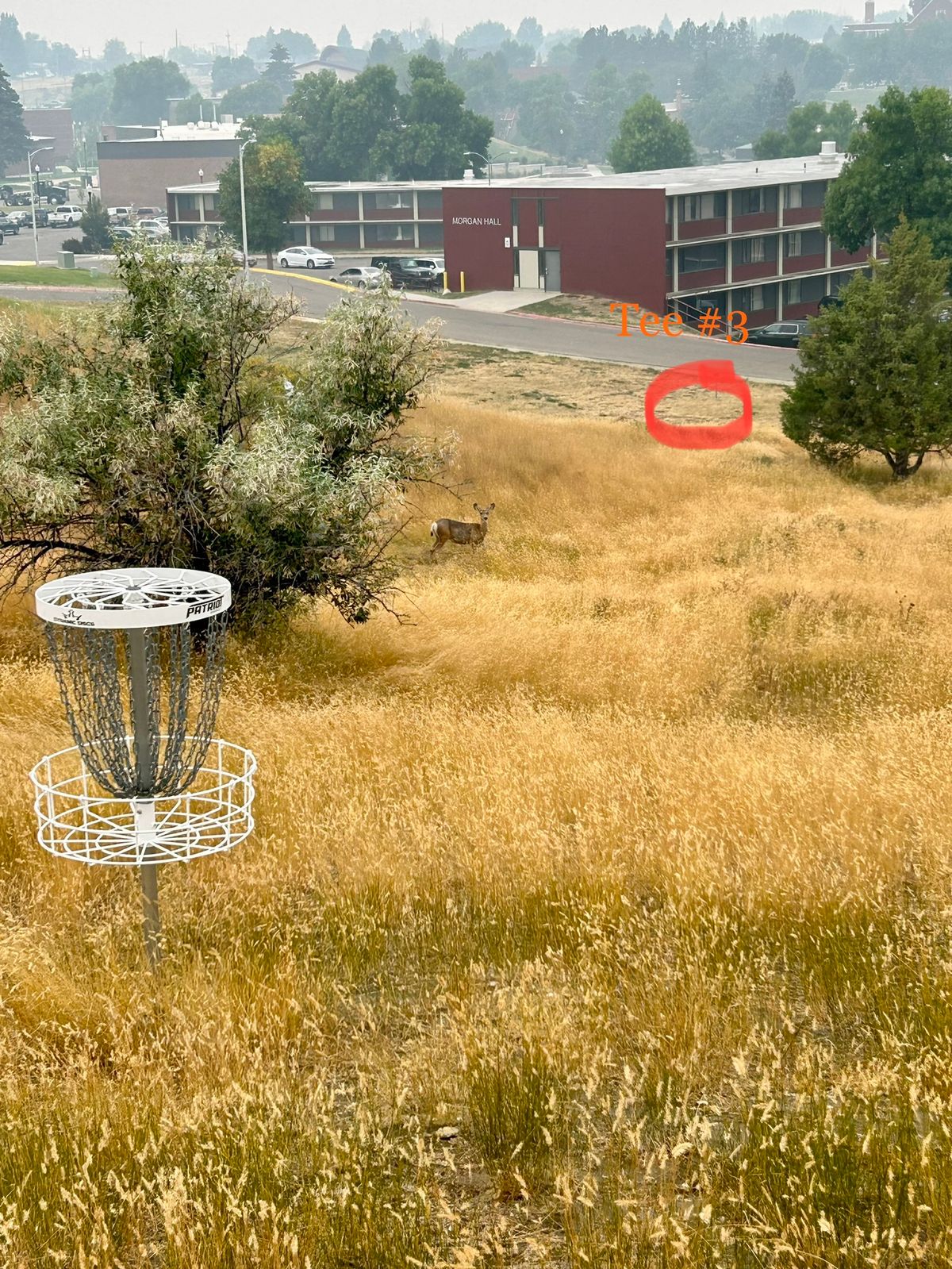 Mule Deer on Hole #3