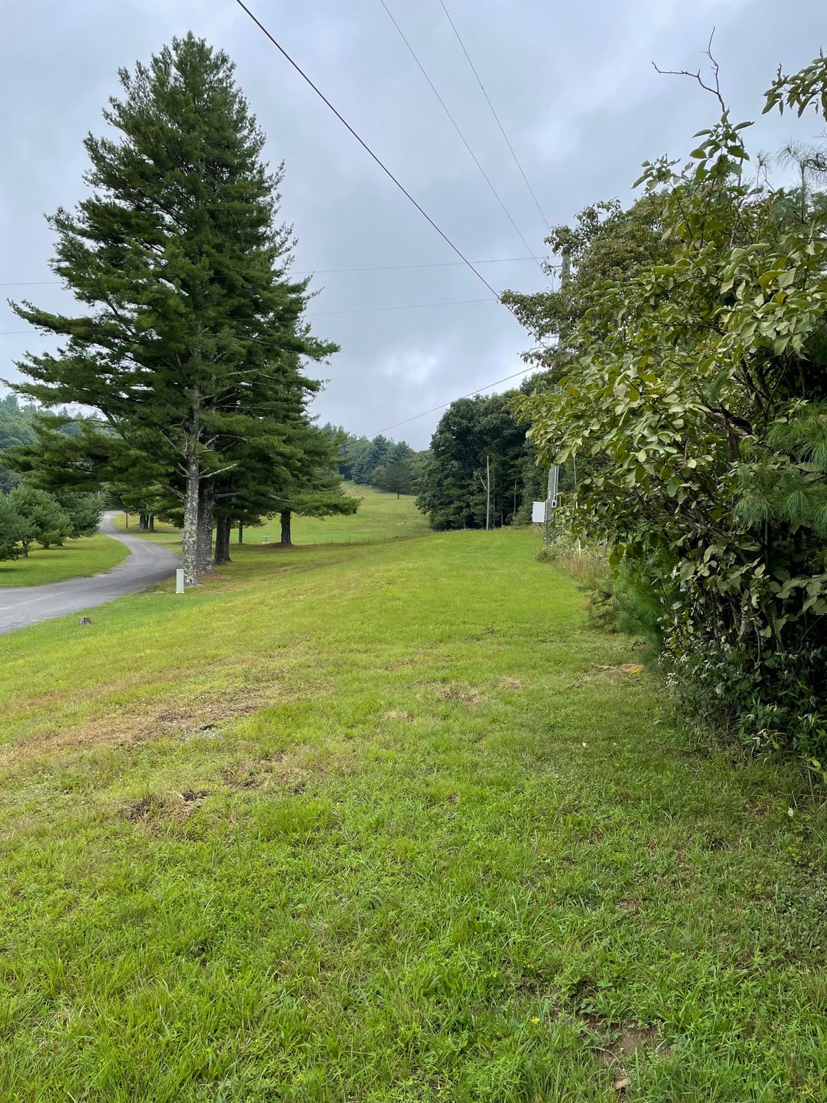 Hole 2 tee. Basket lives beyond the pines on the left.