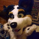 thecollie