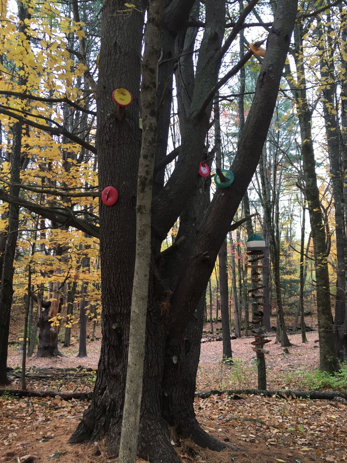 Has anyone seen my disc? Tree of plastic homage.