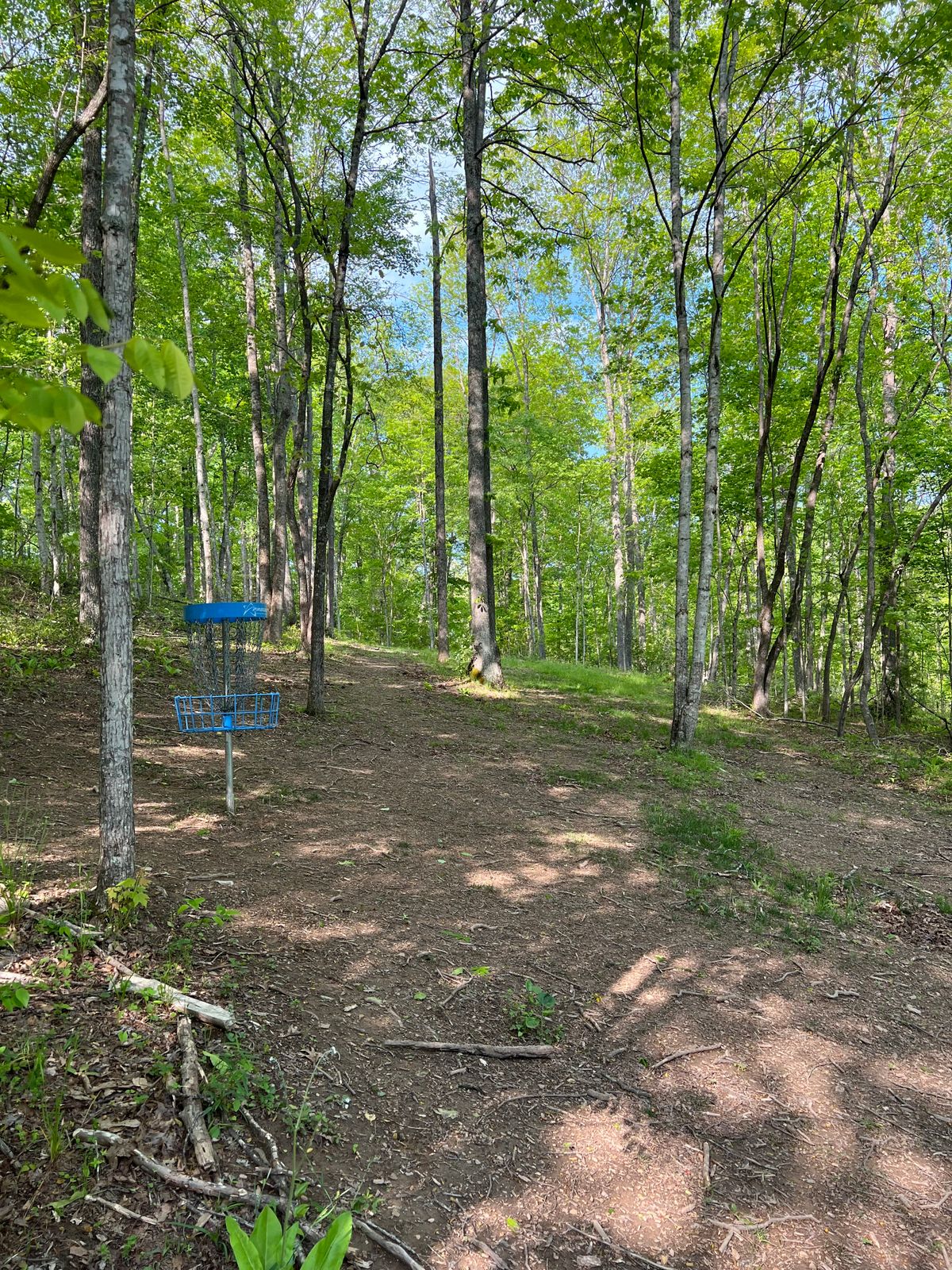 Hole 7 Basket to Tee