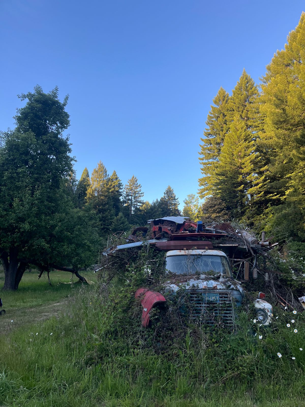 Some really cool old cars on the property.