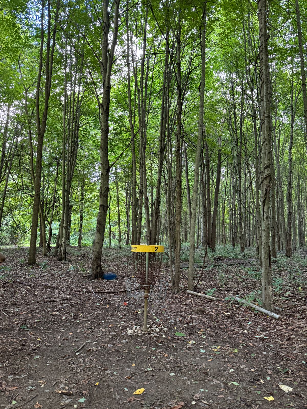 Hole 2 basket in the woods