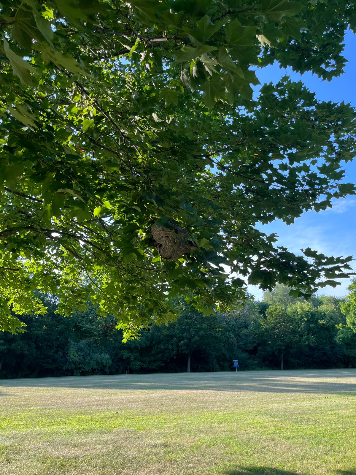 Great big fckn bees nest by hole 2 basket