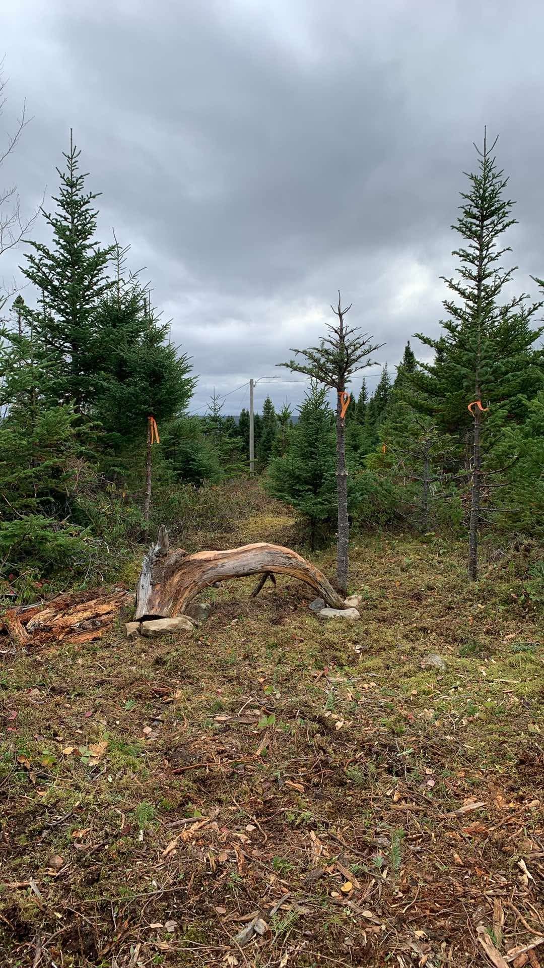 Natural bench on hole 4 built by Richard “Denny” Frampton