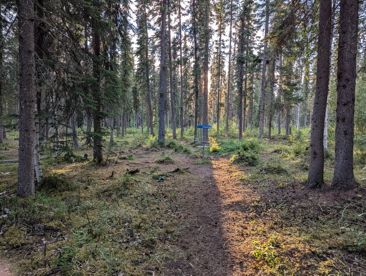 Nice sun shining through on hole 7