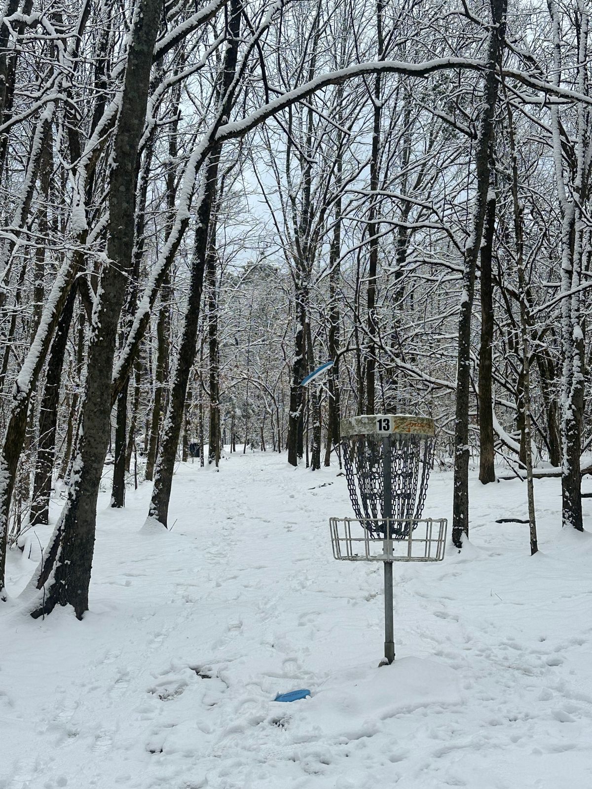 Baby Cane 13 looking back at the tee.