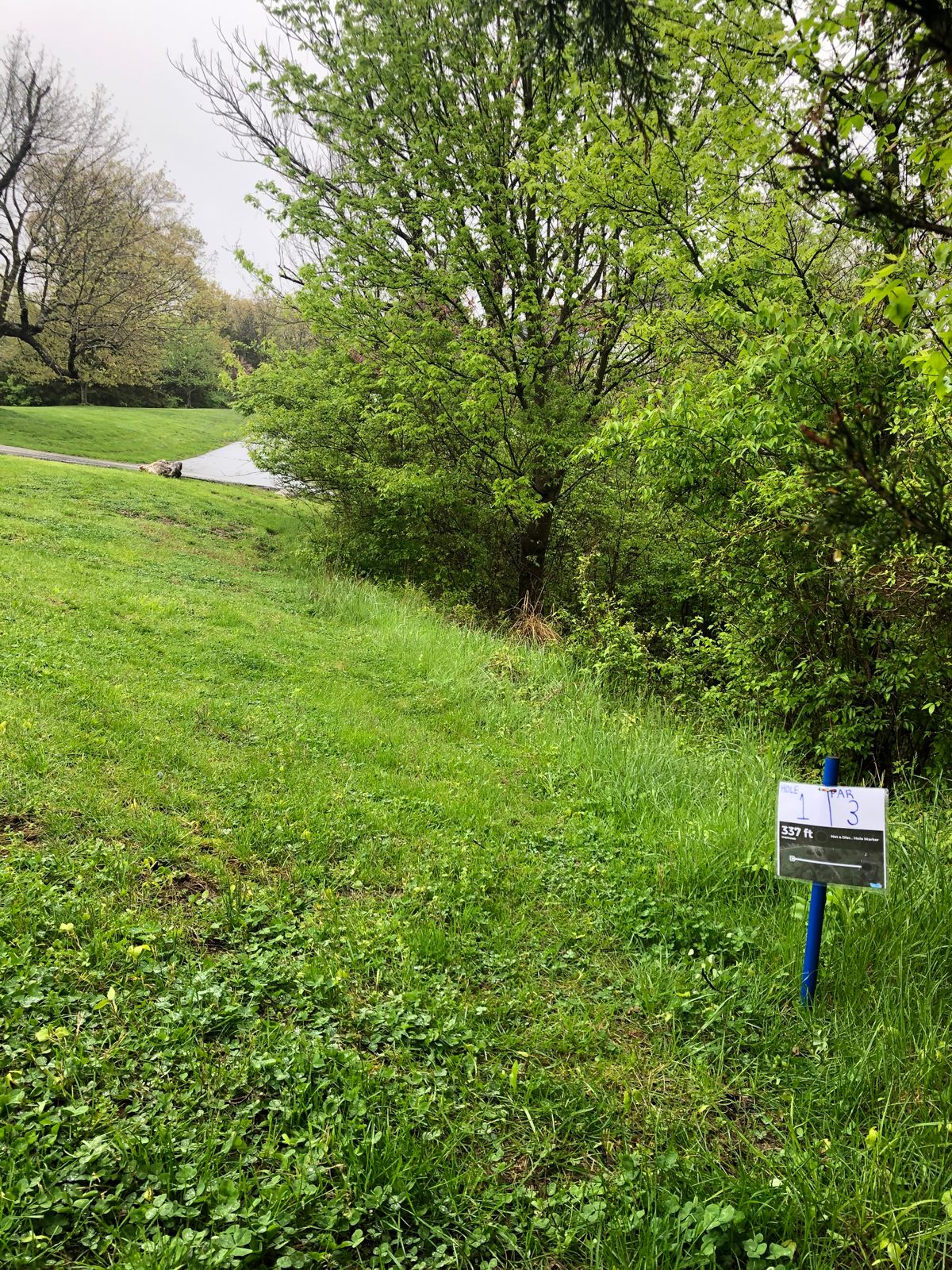 big tree gap with elevation changes