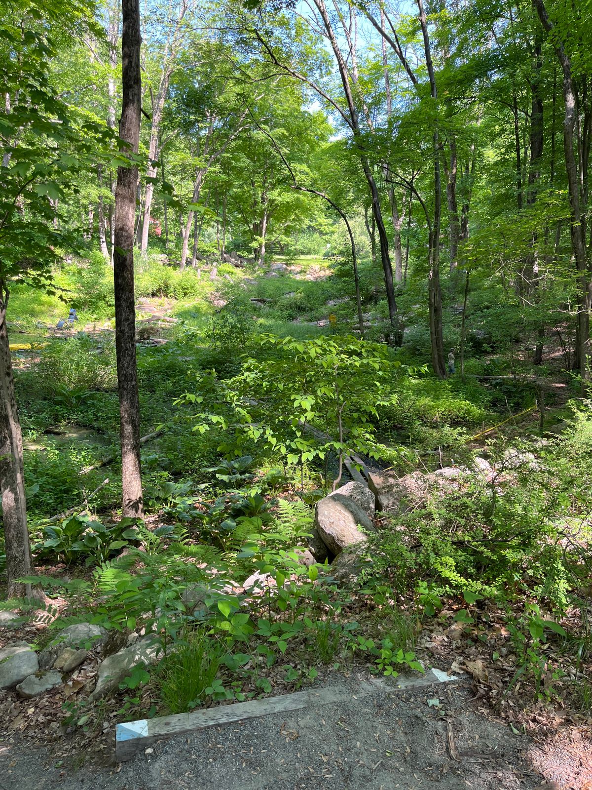 Hole 4 , throwing over OB swamp, par 4 , hanging basket up by road