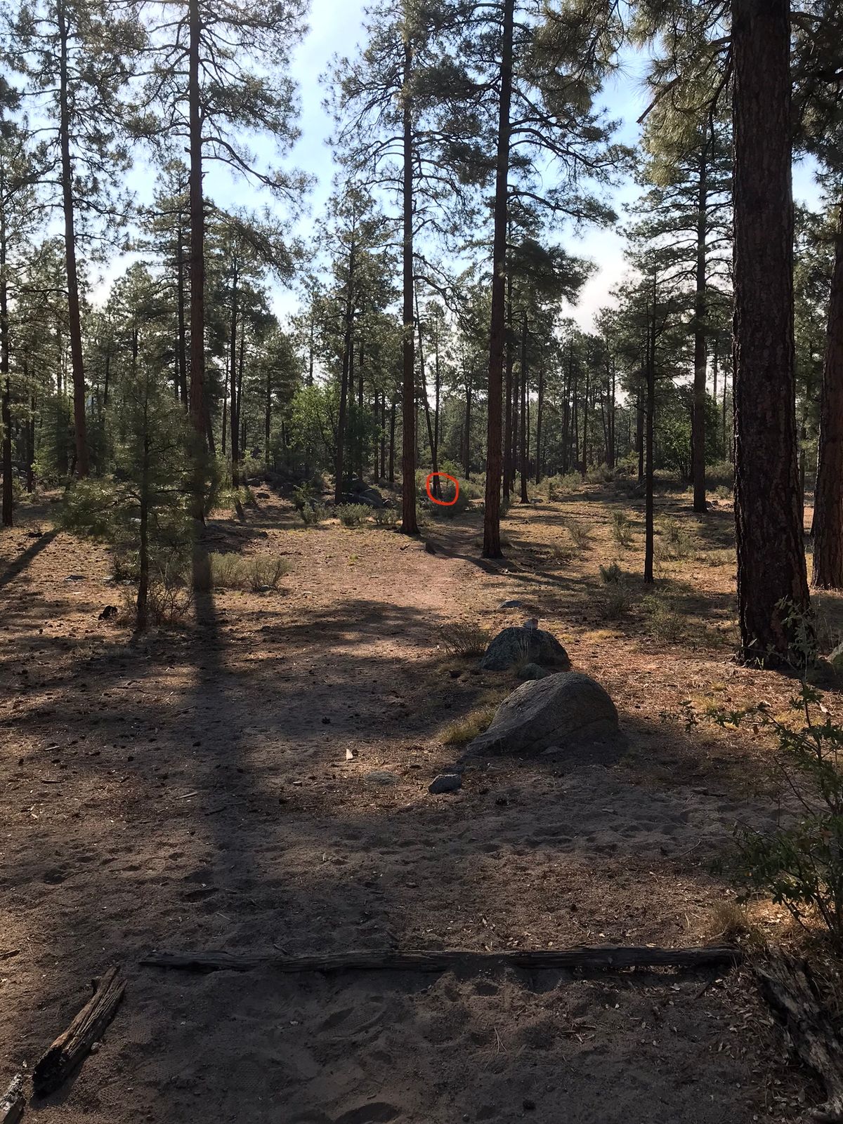 Tee 11