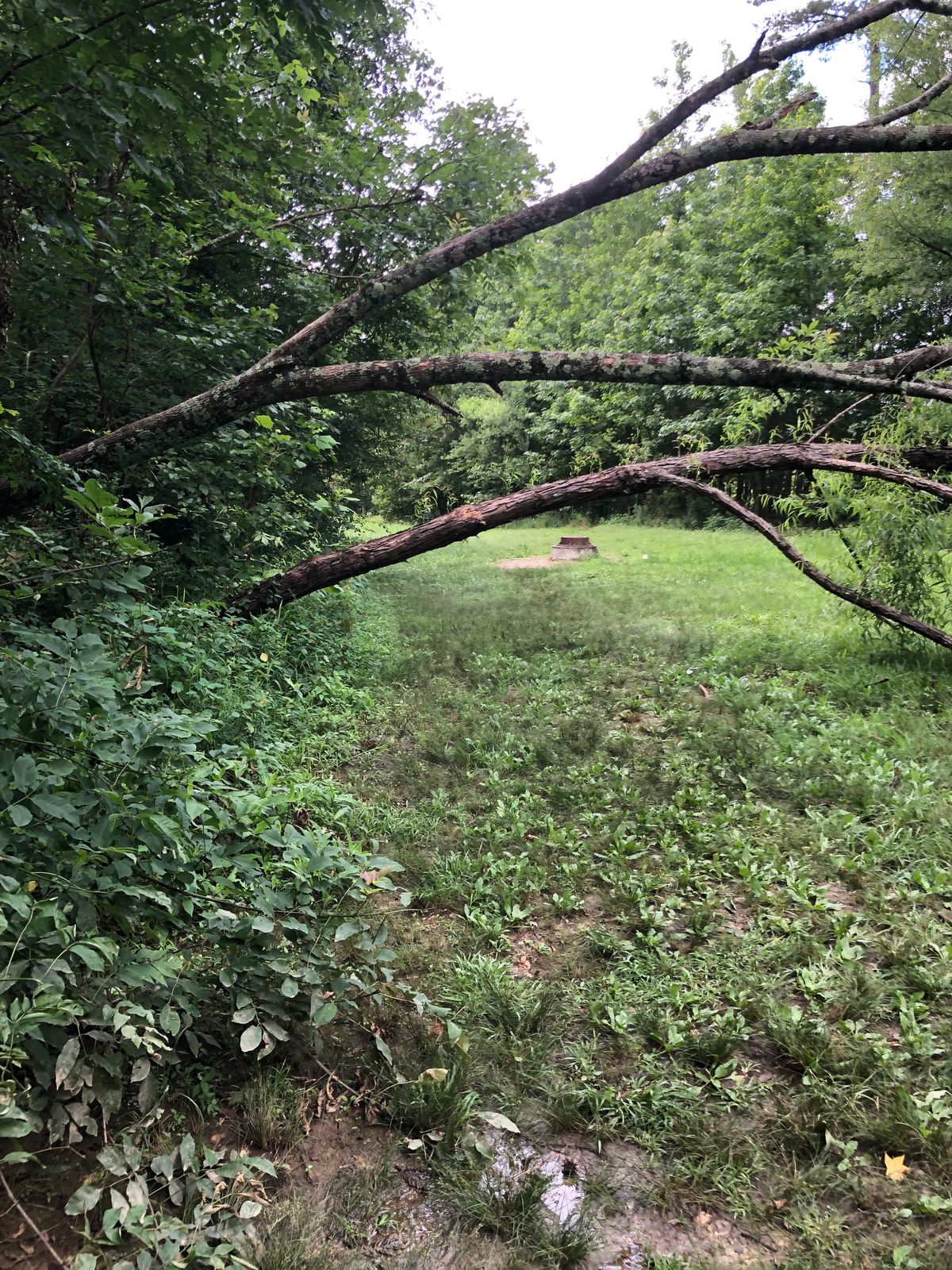 A downed tree creates an interesting 10th hole.