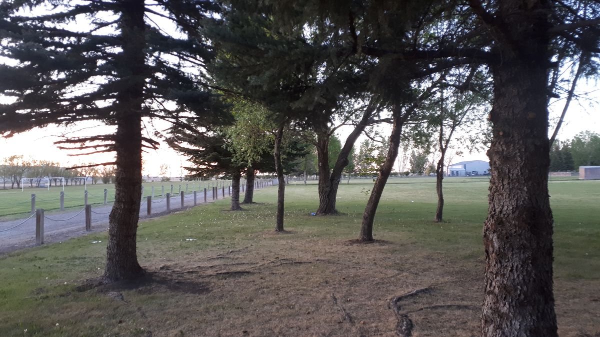 Trees near tee pad of hole 4.