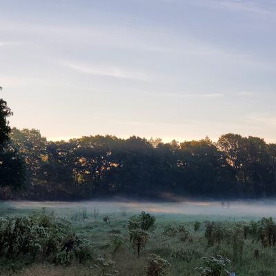 Two players in the mist...