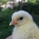 gwehrm